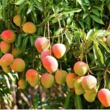 mangoae6ae9b5c37f2e35