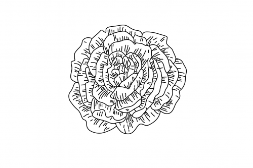 Peony_Peony693424893e2b6789b.png