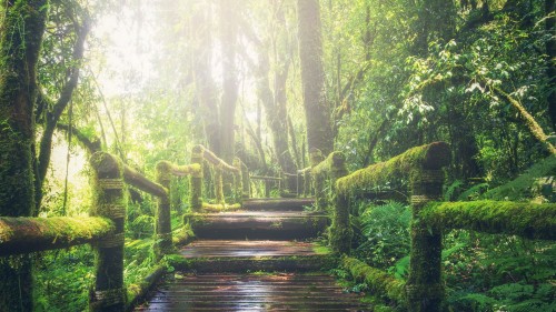 adventure-beautiful-boardwalk-bridge-2357342c743a3574de33d0.jpg