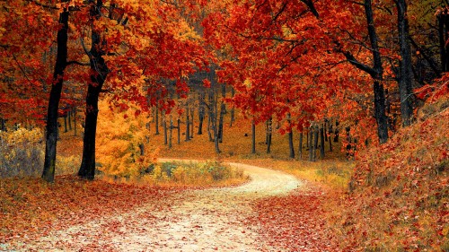 nature-red-forest-leaves-33109abec8b3441415fa5.jpg