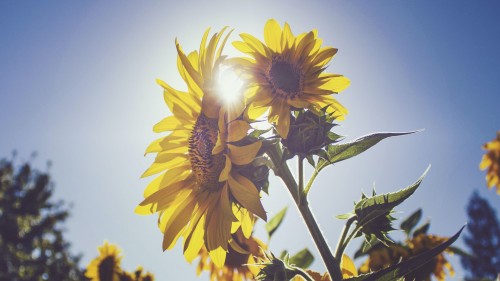 sunflower-under-blue-sky-963060489a59e8c7d41813.jpg