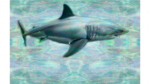 SeapunkSharkc1b56c757106334d.jpg