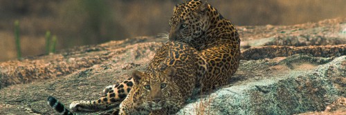 jawai-rotela-camp-2e38242534573d4d9.jpg
